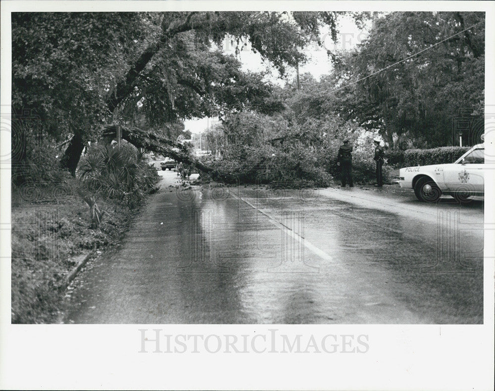 1984 Press Photo Tree Blocks Road After Storm Blows Through St Petersburg 22nd - Historic Images