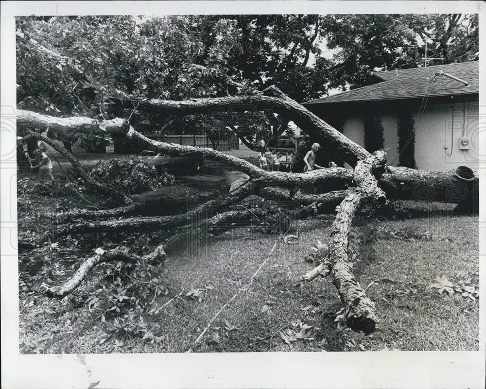 1975 Press Photo Down tree thunderstom - Historic Images