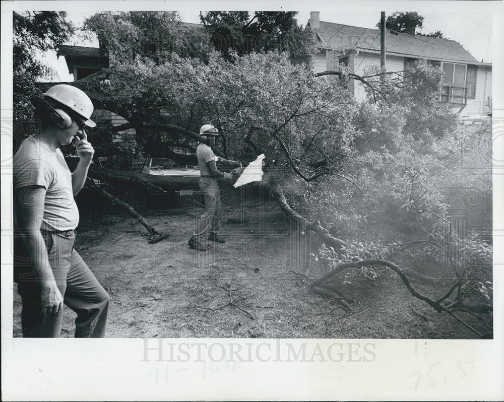 1978 Press Photo Pinellas Co,Fla wind damage to trees - Historic Images