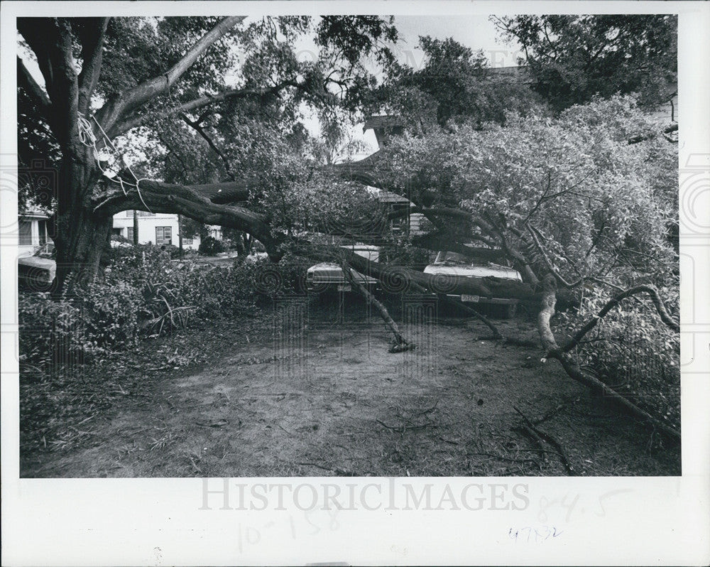 1978 Press Photo Wind damage to Fla trees from a storm - Historic Images