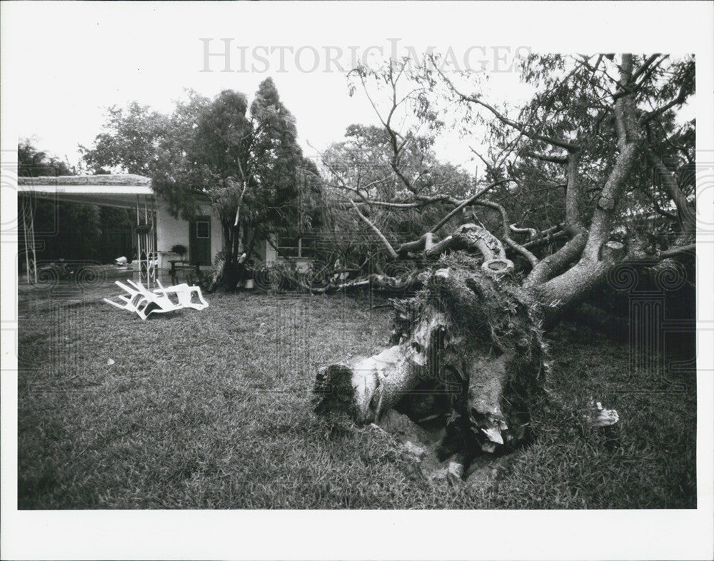 1991 Press Photo tree down in front yard Storm damage - Historic Images