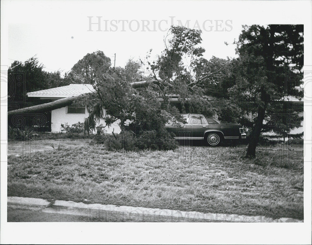 1991 Press Photo Tree down front yard st. petersburg - Historic Images