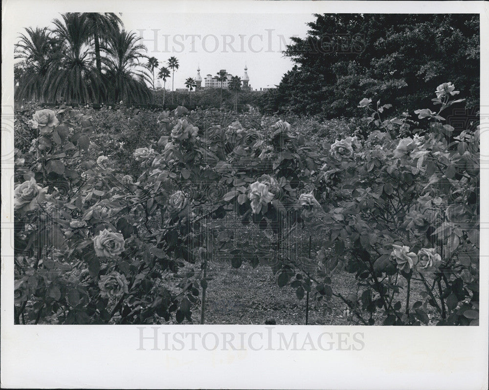 1974 Press Photo Garden of Roses, Tampa Florida - Historic Images