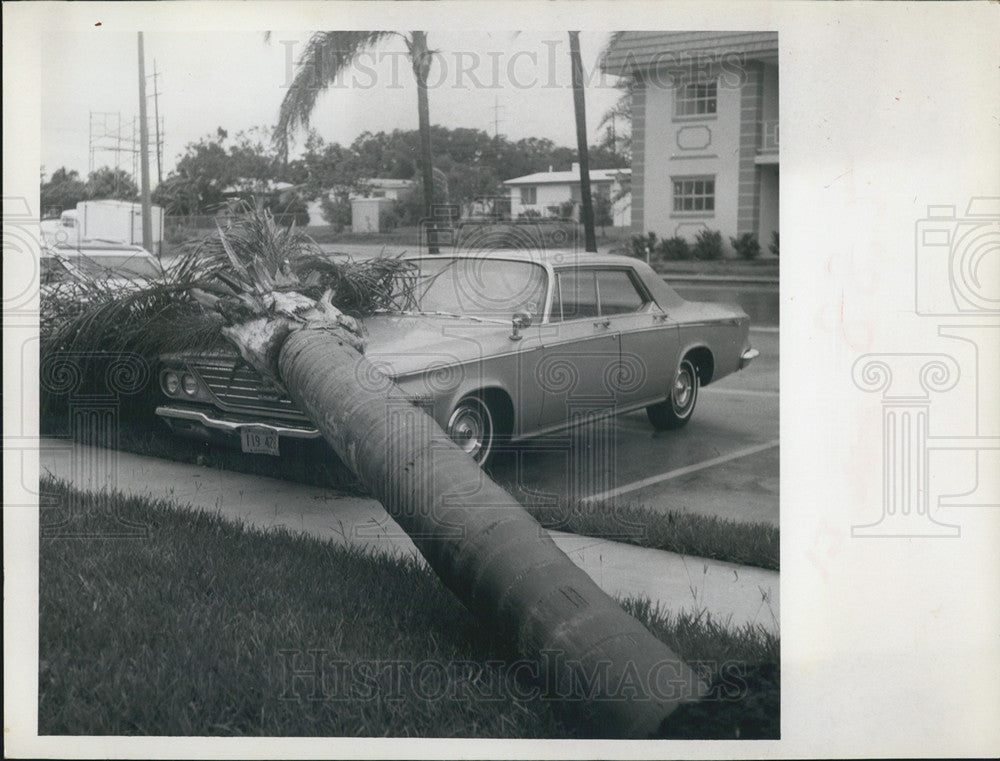 1968 Press Photo Wind toppled tree onto car belonging to A. F. McGuire - Historic Images