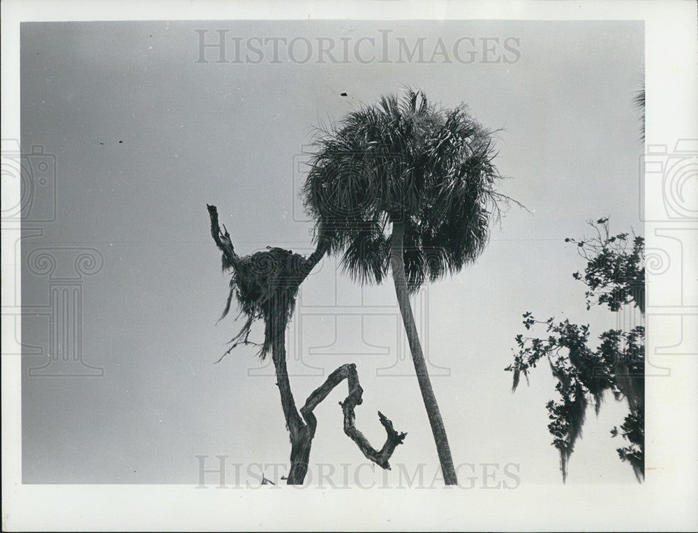 1976 Press Photo of an Osprey nest on Flagler Beach in Florida - Historic Images