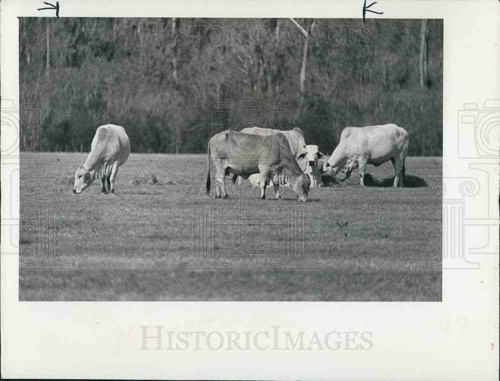 Press Photo of cattle grazing in a field - Historic Images