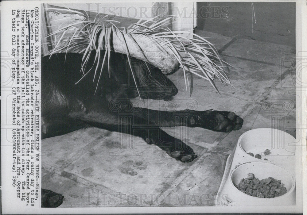 1965 Press Photo &quot;Ringo&quot; astronauts Charles Conrad&#39;s black Labrador retriever - Historic Images