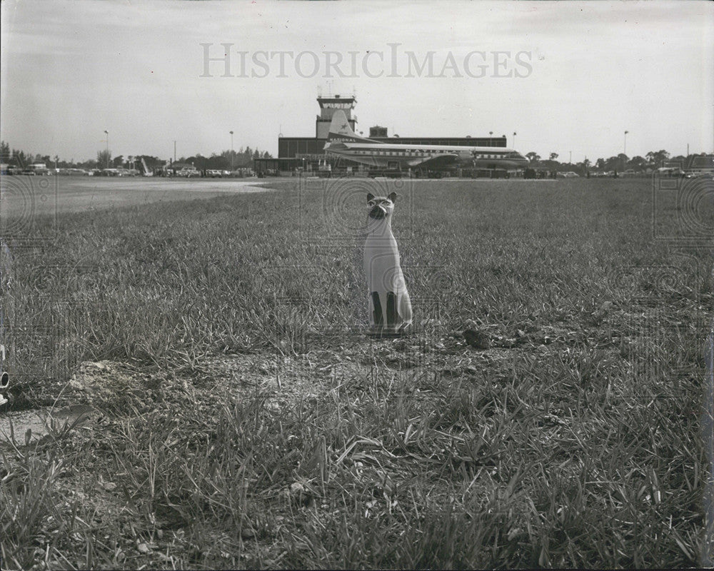 Press Photo Ceramic scarecat on airport runway to scare away sea gulls - Historic Images