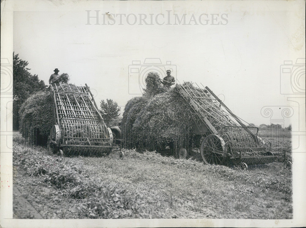 1943 Press Photo Pea Loaders, Seabrook Field - Historic Images