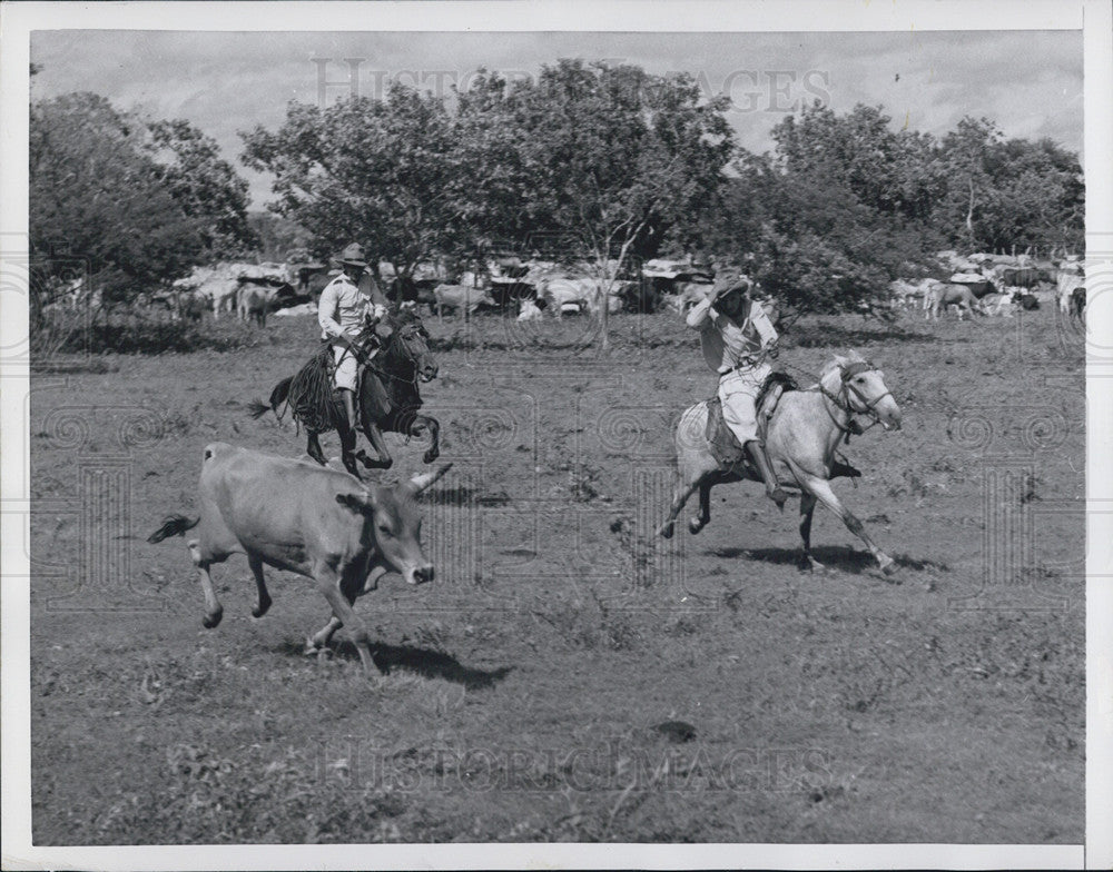1954 Press Photo Venezuela cowboys - Historic Images