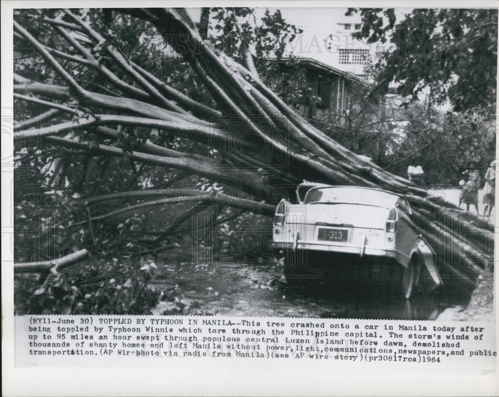 1964 Press Photo Typhoon Winnie Came through Manila Tree in Car - Historic Images