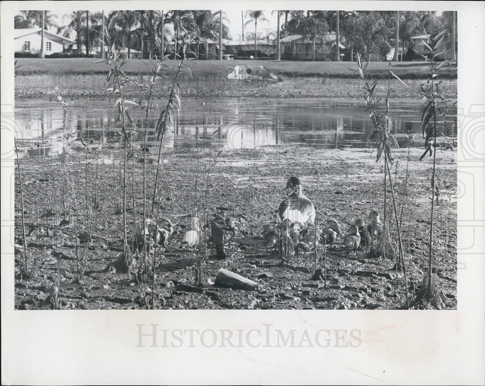 1967 Press Photo Mama Duck 14 Ducklings Lake Sheffield Drought Mud Puddle Nature - Historic Images