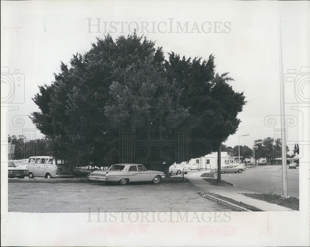 1967 Press Photo Giant Tree To Be Moved - Historic Images