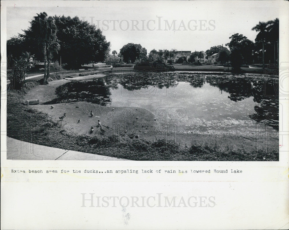 1972 Press Photo Beach Area Ducks Drought Round Lake St. Petersburg Florida - Historic Images