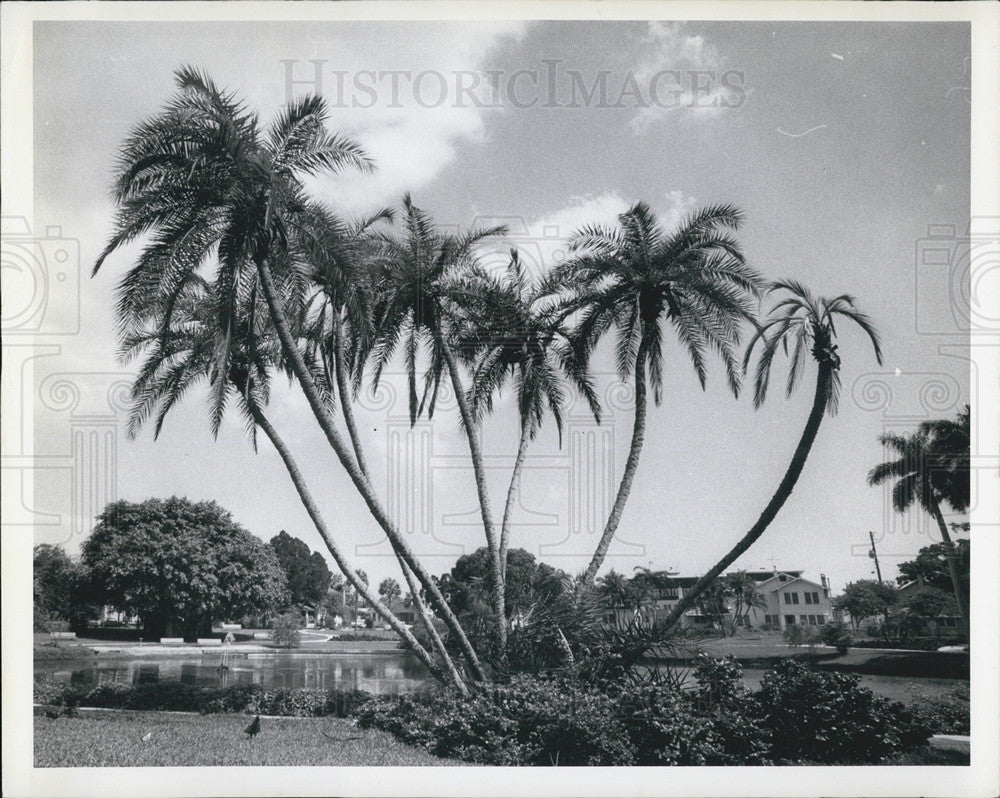 1968 Press Photo Round Lake St. Petersburg Florida Palm Trees Duck Nature Scene - Historic Images