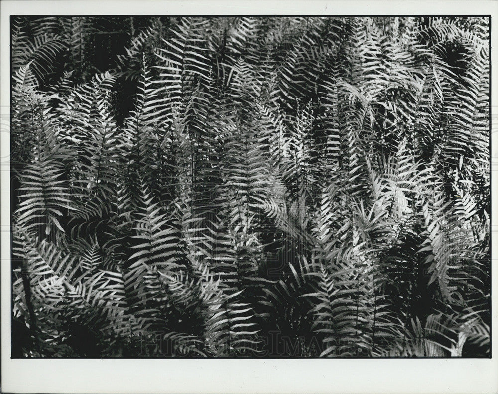 Press Photo Ferns, Sawgrass Lake - Historic Images