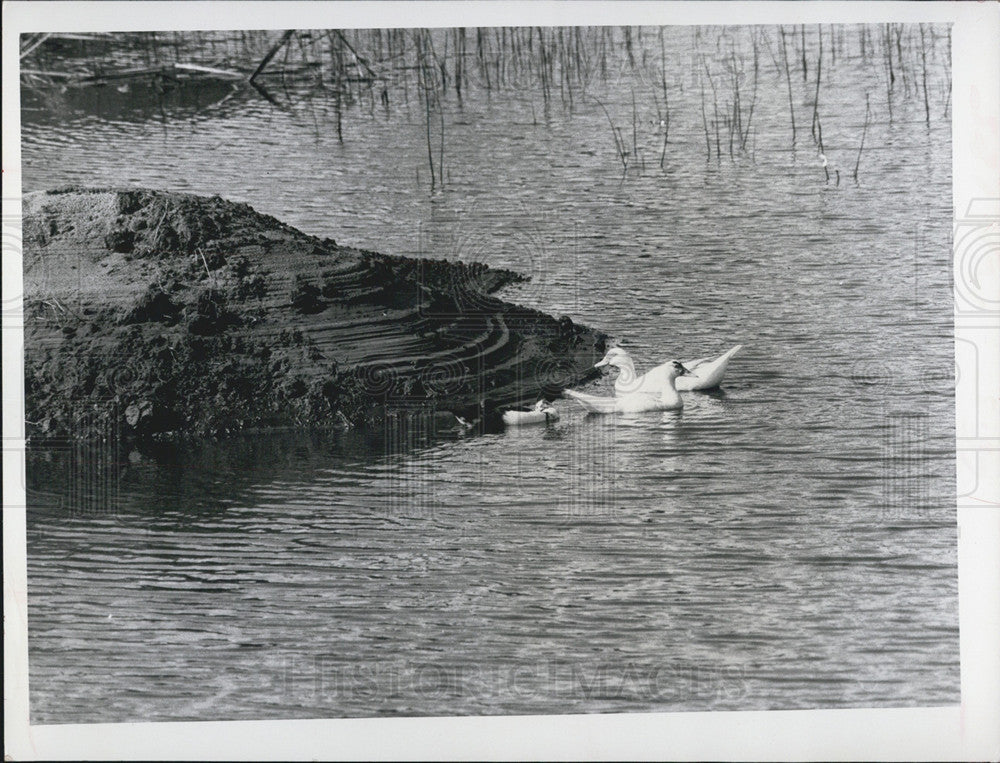 1969 Press Photo Lake Sheffield/St. Petersburg Florida - Historic Images