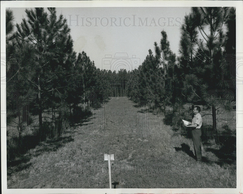 1968 Press Photo Florida Forest Service Grafted Seed Orchard - Historic Images