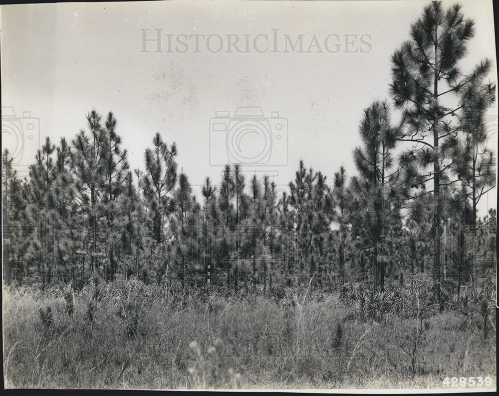 1943 Press Photo Forest - Historic Images