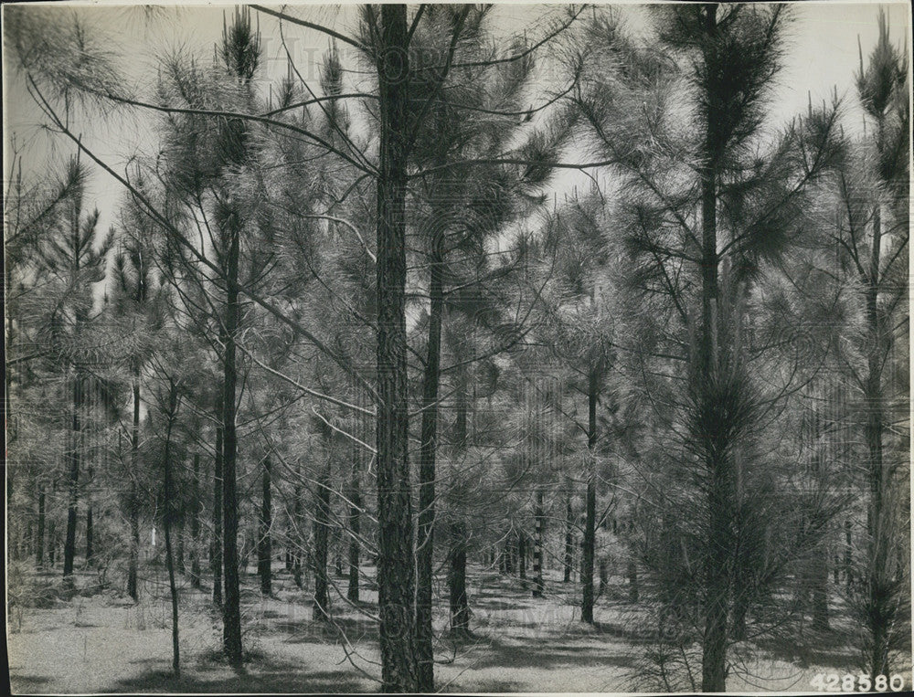 1943 Press Photo Identical view of Osceola Pine Plantation - Historic Images