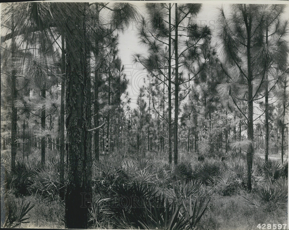 1943 Press Photo Trees - Historic Images