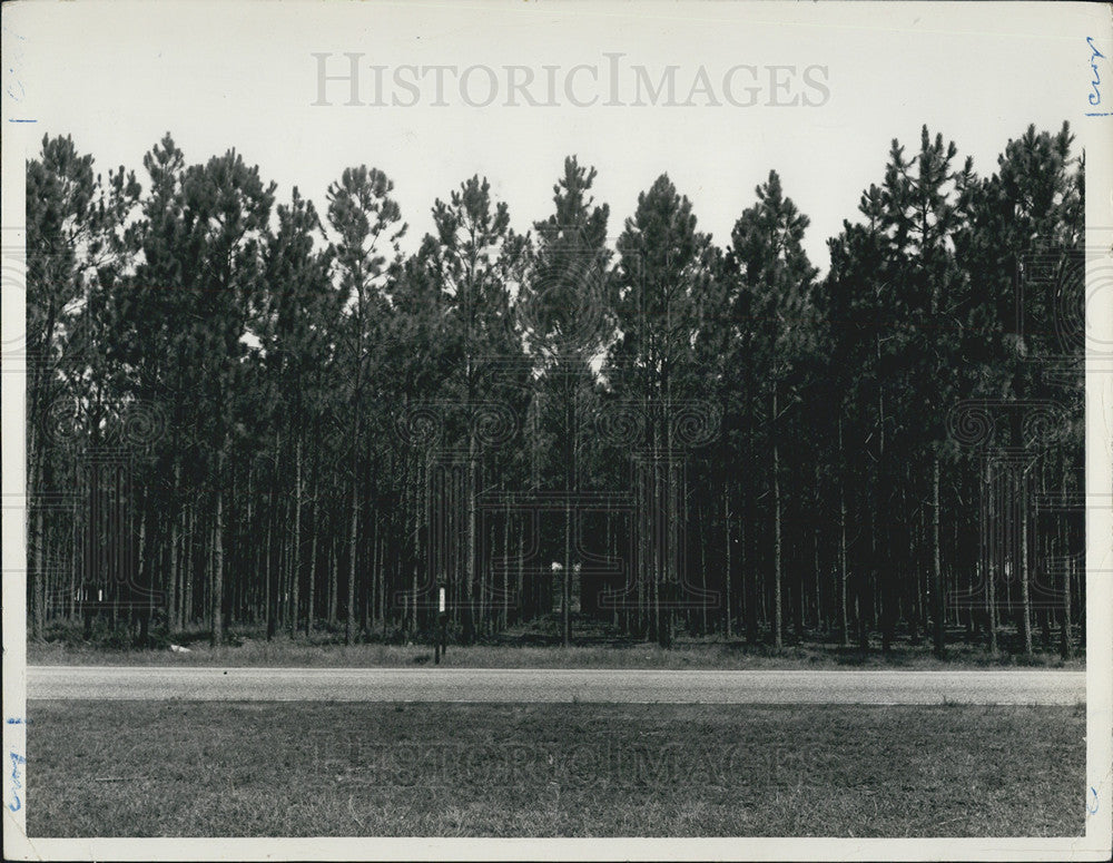 1948 Press Photo Trees - Historic Images