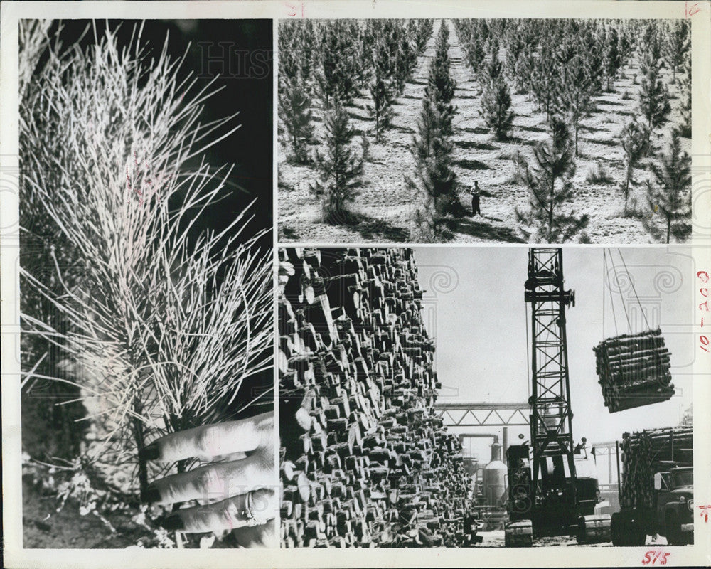 1967 Press Photo Florida&#39;s Forest Industry - Historic Images