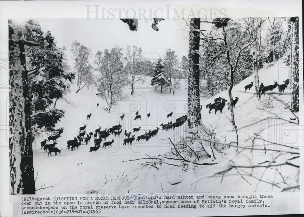 1955 Press Photo Deer Snow Covered Grounds Balmoral Scotland Royal Family - Historic Images