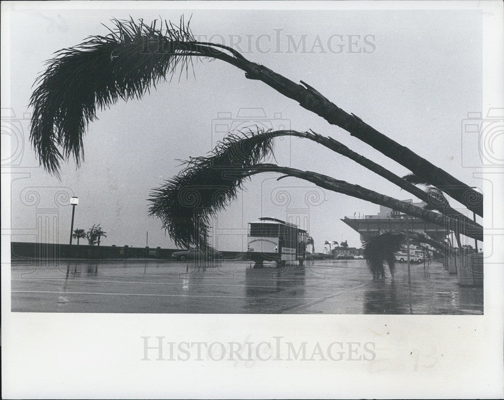 1978 Press Photo Storm Bent Palms, St Petersburg, Florida - Historic Images