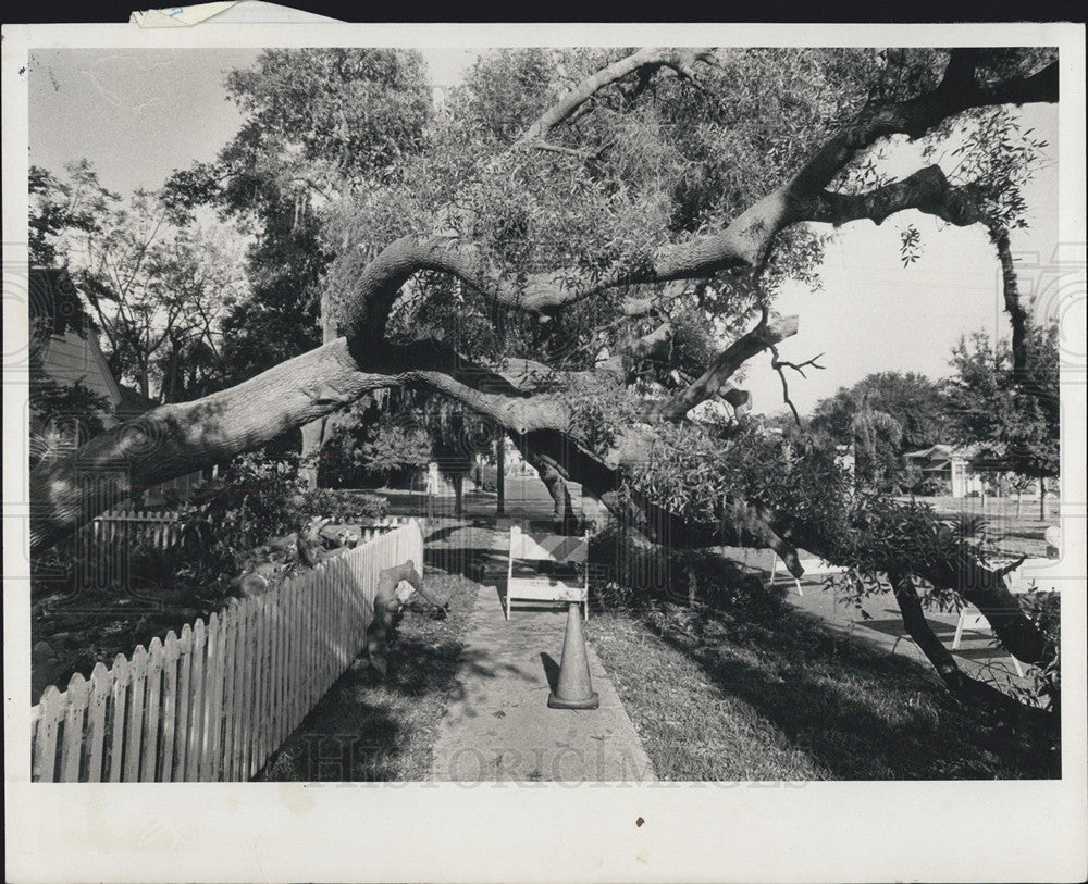 1982 Press Photo Everett Smith&#39;s stately old oak tree has fallen - Historic Images