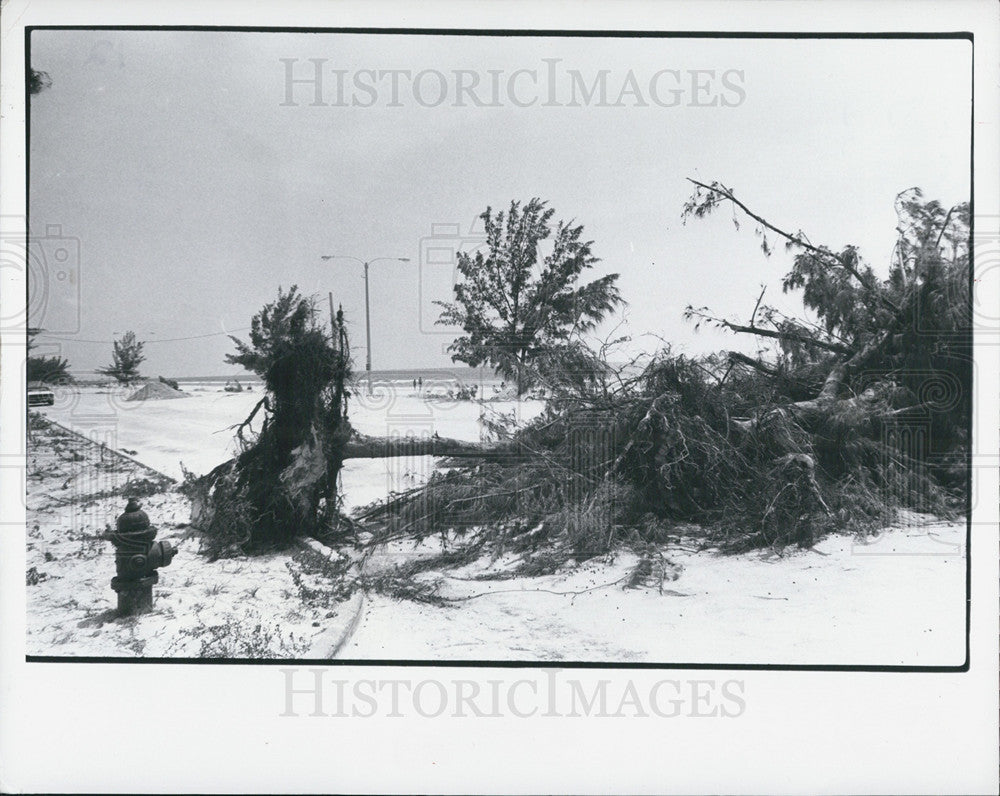 1982 Press Photo A Storm Downs Trees - Historic Images