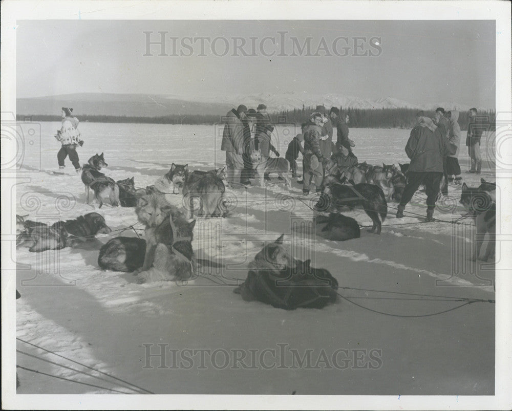 1958 Press Photo Sled Races are Popular Sport. Huskies Relax during Past Time - Historic Images