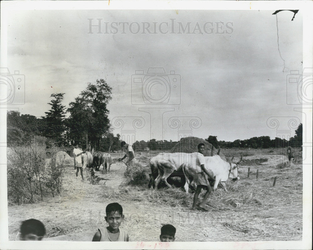 1966 Press Photo Workers thresh rice near Jabalpur, India. - Historic Images