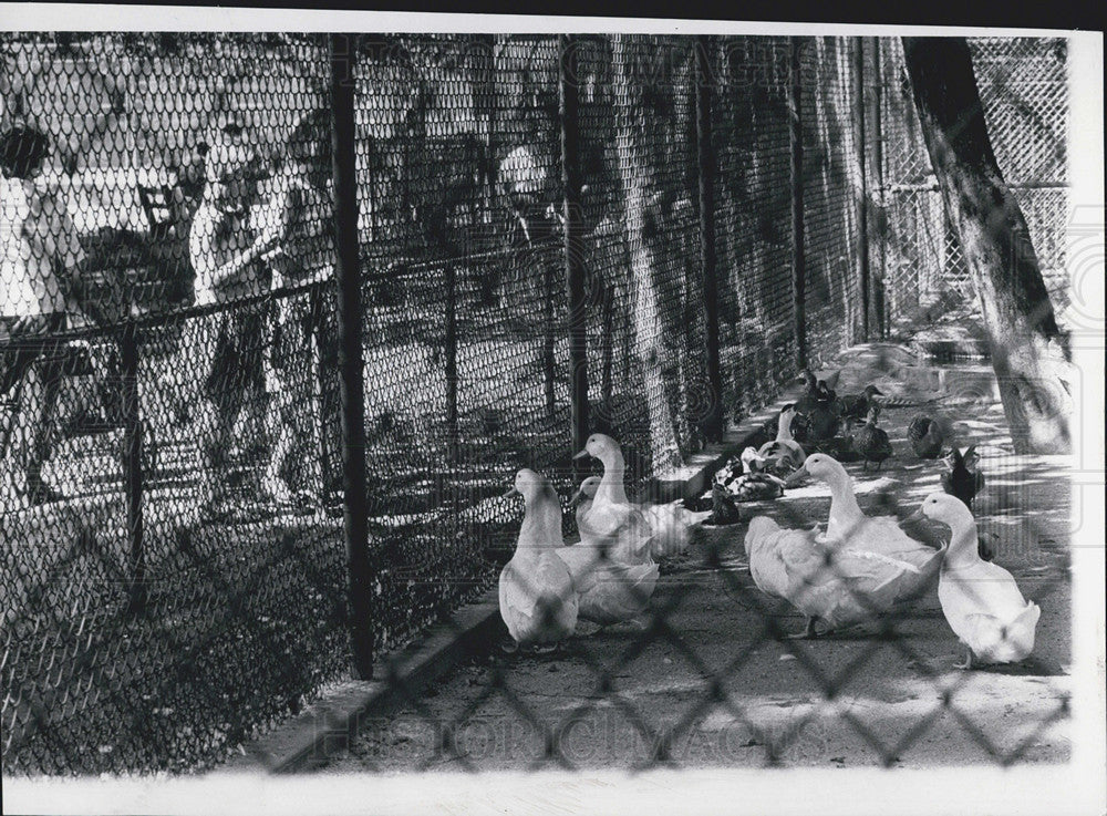 1969 Press Photo Indian Boundary Park Zoo - Historic Images