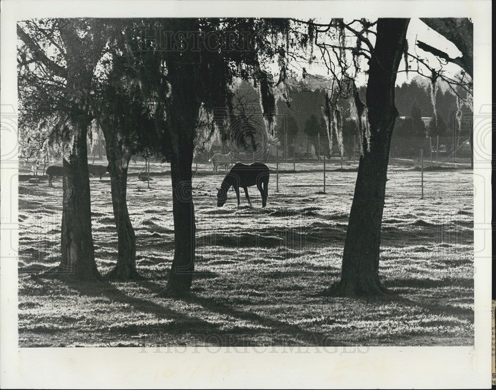 1975 Press Photo A horse enjoying his morning breakfast in Florida - Historic Images