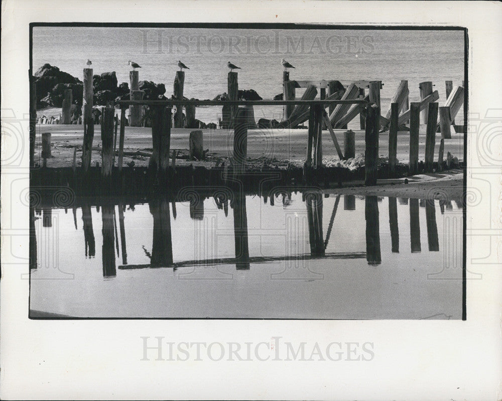 1973 Press Photo Seagulls sitting at the gulf shore of Florida - Historic Images