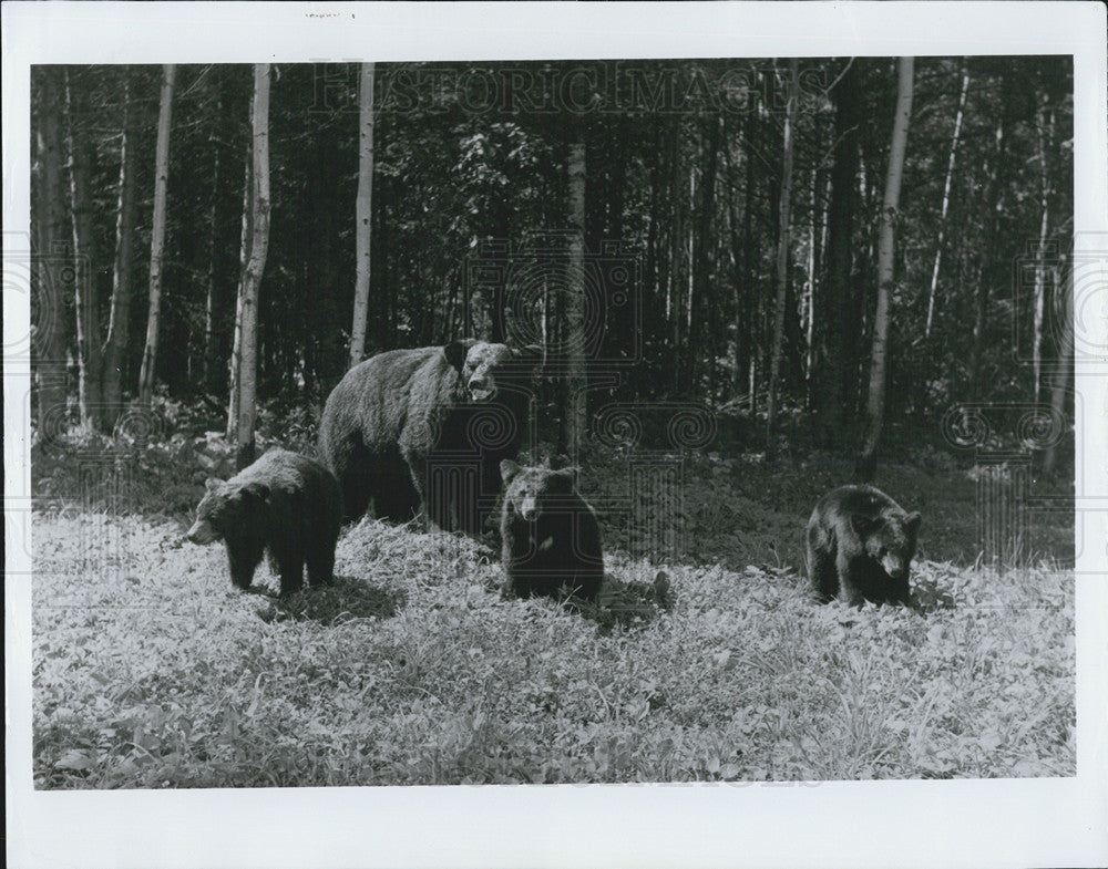 1978 Press Photo Alaska mother bear three cubs wilderness - Historic Images