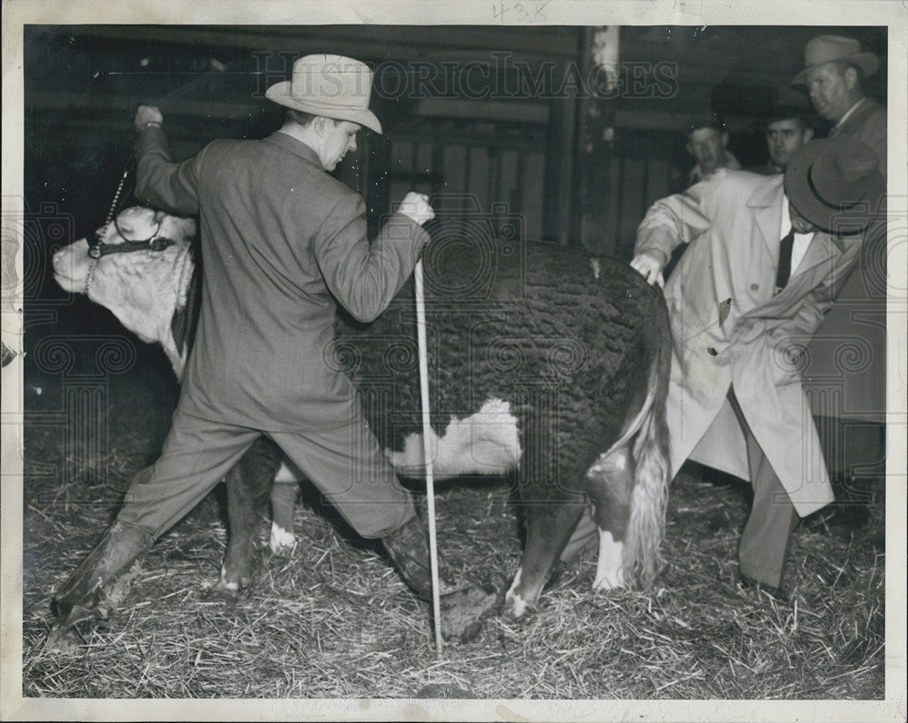 1946 Press Photo B. F. Phillips knows where to find good breeding stock to - Historic Images