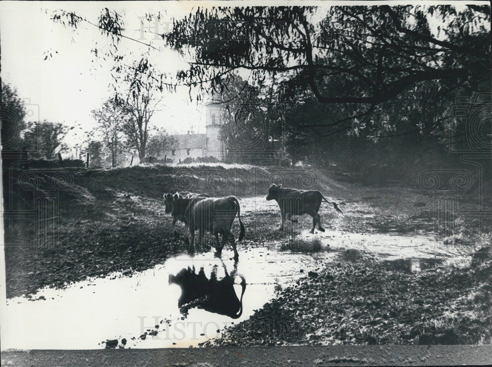 1973 Press Photo Cows Walking In The Mud - Historic Images