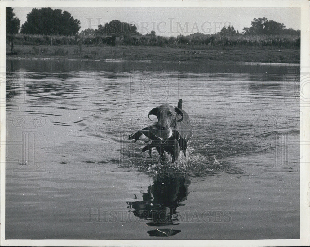 Press Photo Hunting Dog Retrieves Duck From Lake - Historic Images