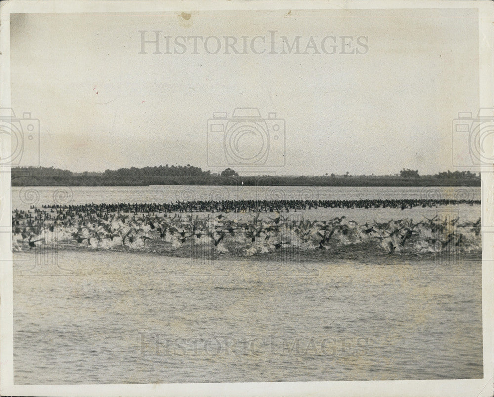 1953 Press Photo Flock Of Ducks On Chassahowitzka River - Historic Images