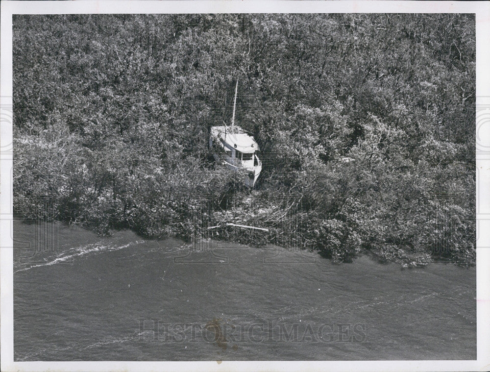 1960 Press Photo Yacht Mangrove Trees After Hurricane Fort Meyers Beach - Historic Images