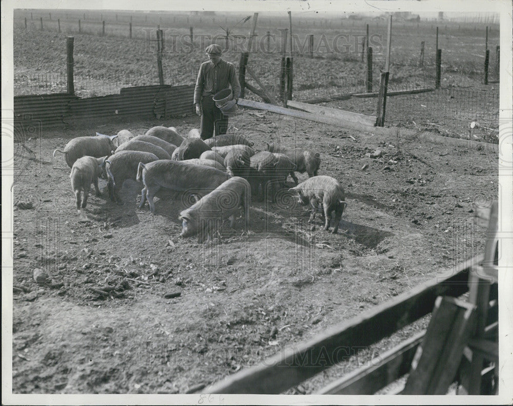1940 Press Photo John Sterk, Pig Farm - Historic Images