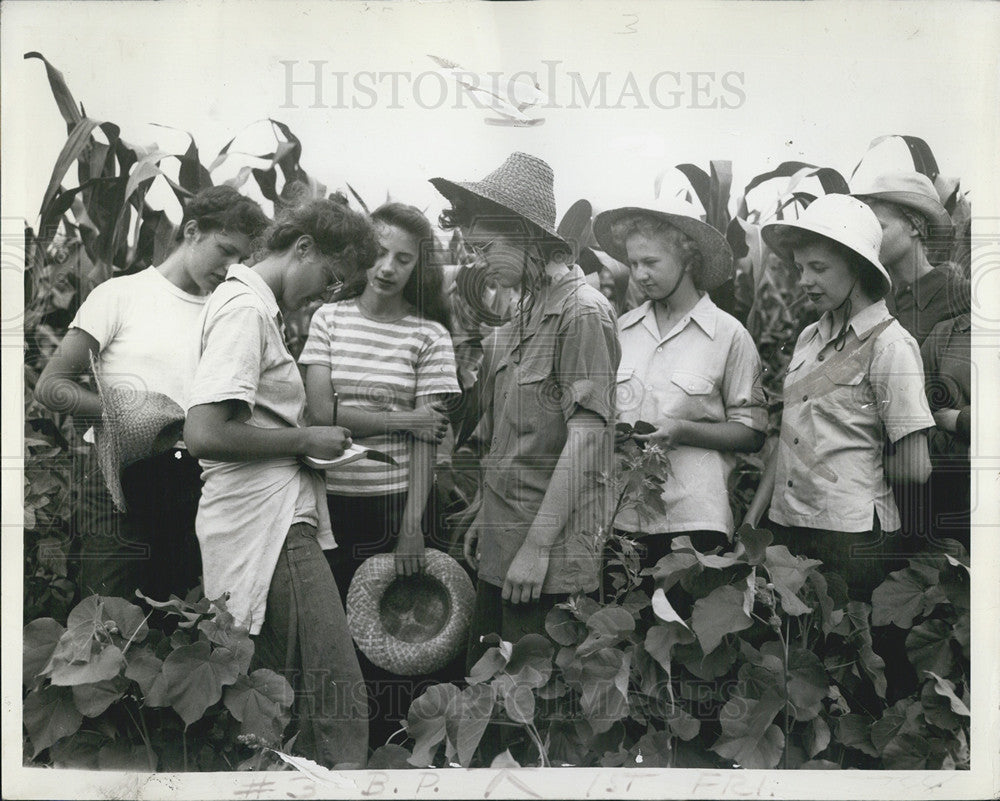 1943 Press Photo Corn Workers Irene Herde, Jane Case, Lorraine Kallwitz - Historic Images