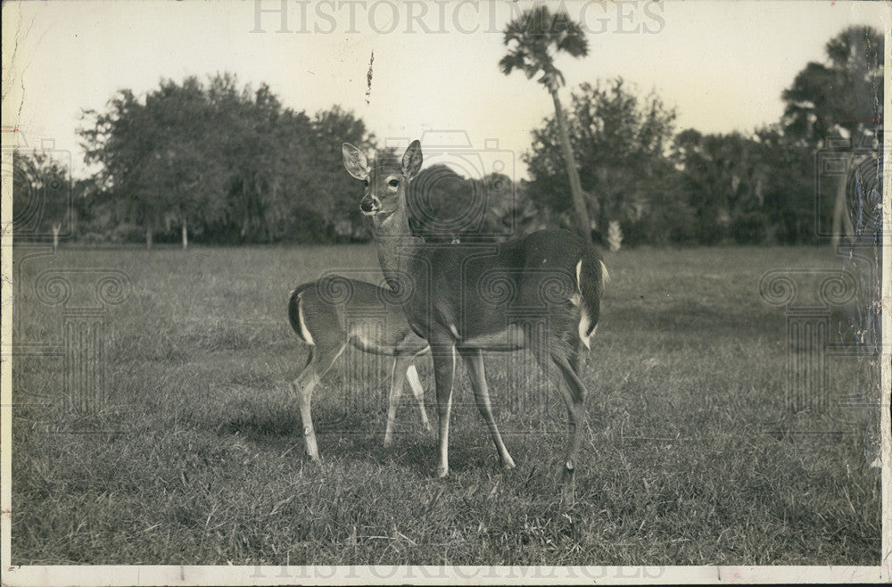 1964 Press Photo Deer Abundant Wildlife Myakka River State Park Roam Fearless - Historic Images