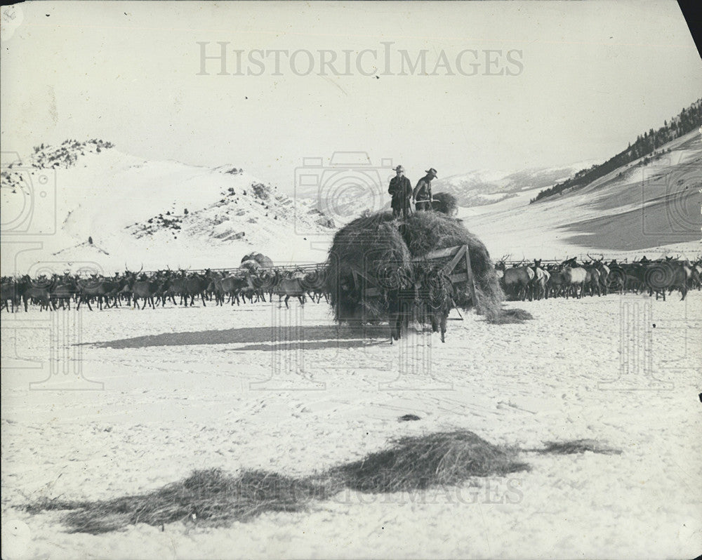 Press Photo Elk Pulled Hay Wagon - Historic Images