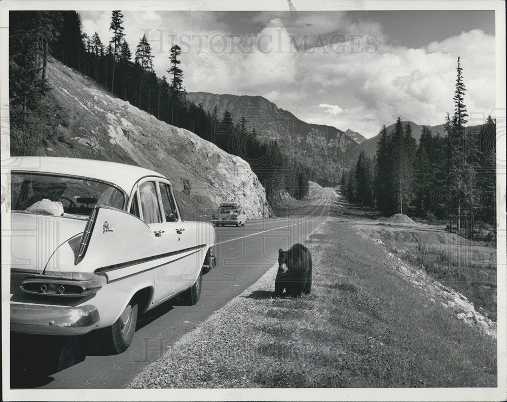 1962 Press Photo Mount Revelstoke Nat&#39;l Park Shows Car With Bear On Highway - Historic Images