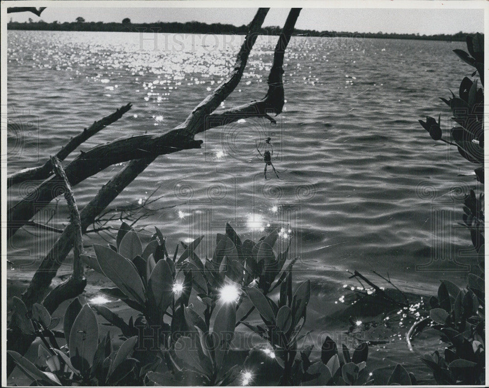 1968 Press Photo Spider, Weedon Island, Tampa Bay - Historic Images