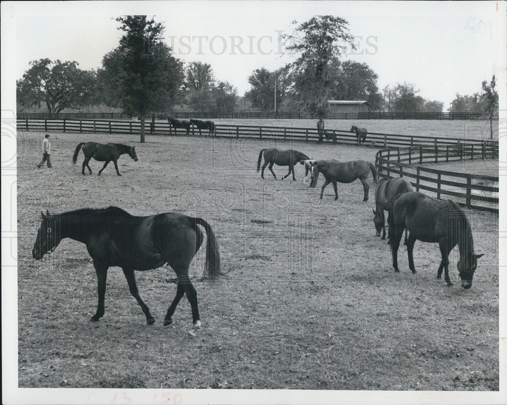 1976 Press Photo Jan Haller, Millicent Allard, Horses - Historic Images