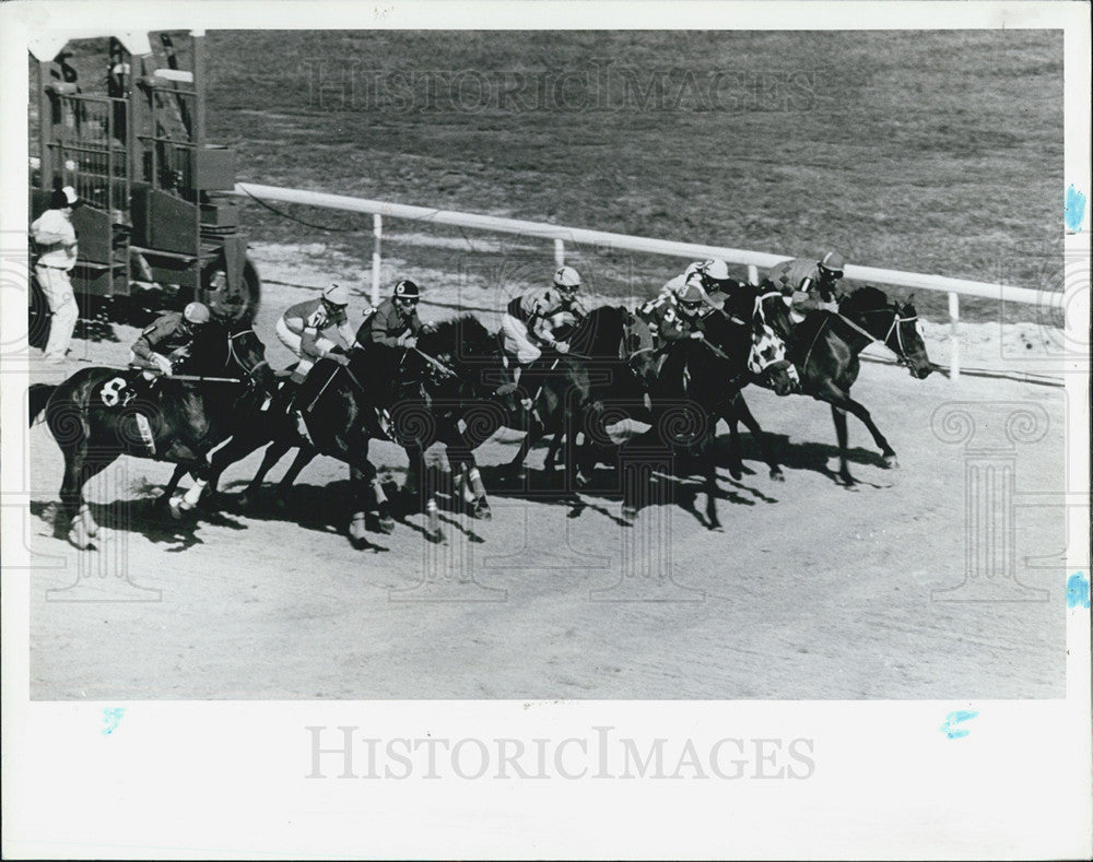 1983 Press Photo Horse Racing Tampa Bay Downs Starting Gate Jockeys Action - Historic Images